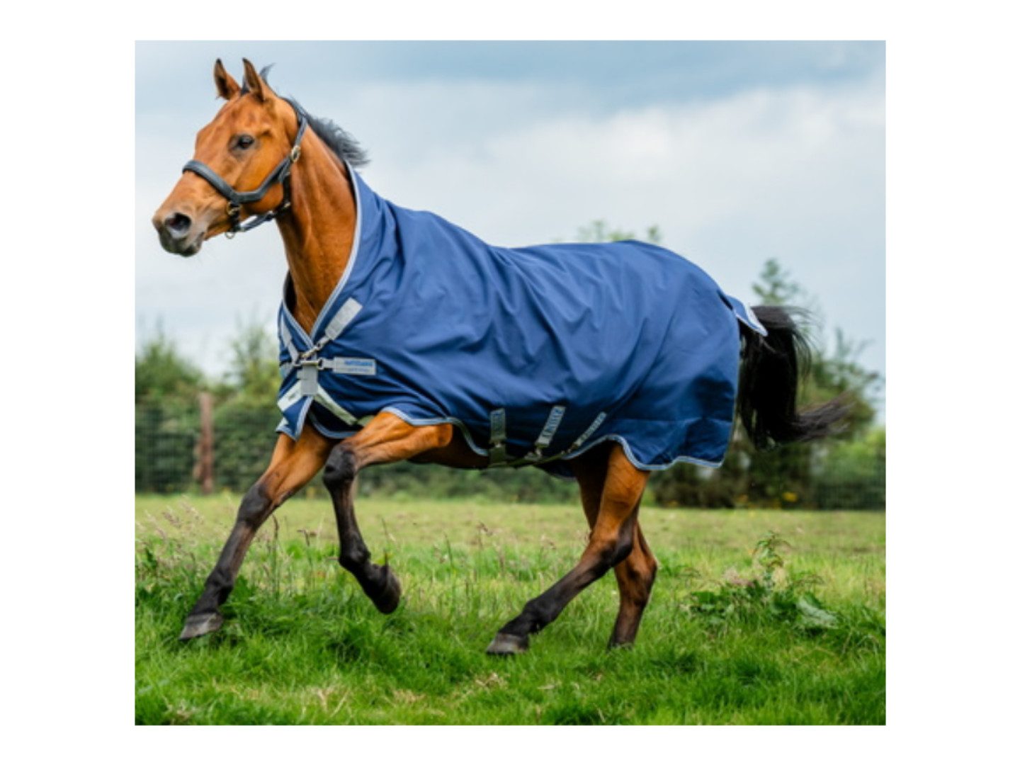 Horseware Ausreitdecke Outdoordecke Amigo Wug 900D 150g in insignia blue