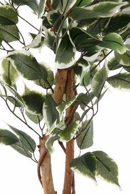 Kunstpflanze Ficus Benjamini Ficus Benjamini, Creativ green, Höhe 150 cm
