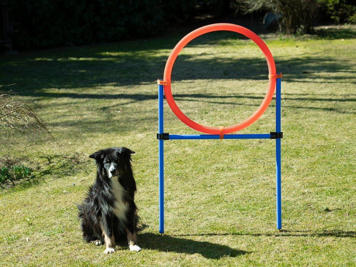 Thumbnail - Procyon Agility-Reifen Sprungring für große Hunde, Agility, Kunststoff, speziell für große Hunde