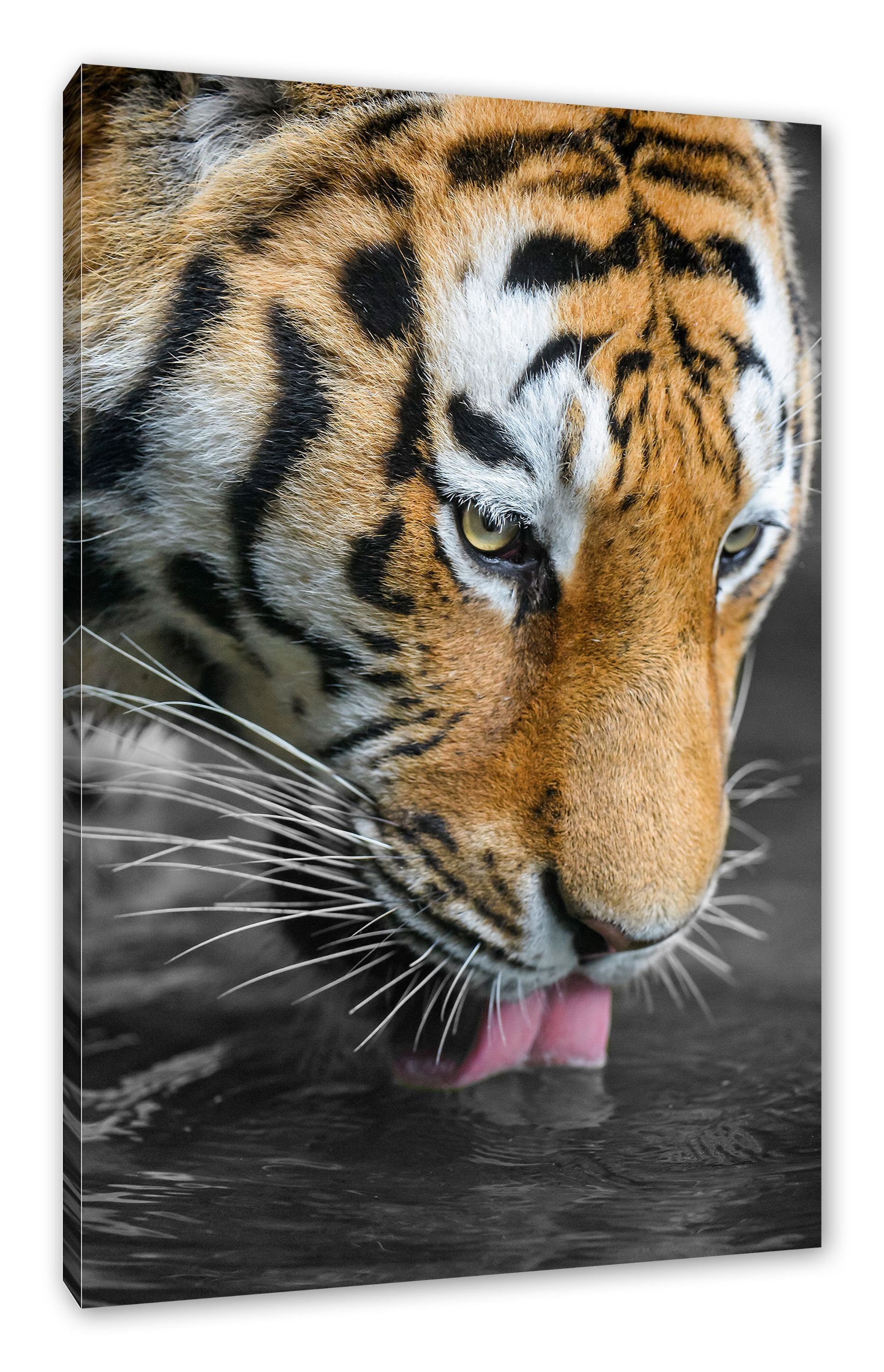 Pixxprint Leinwandbild majestätischer Tiger trinkt, majestätischer Tiger trinkt (1 St), Leinwandbild fertig bespannt, inkl. Zackenaufhänger