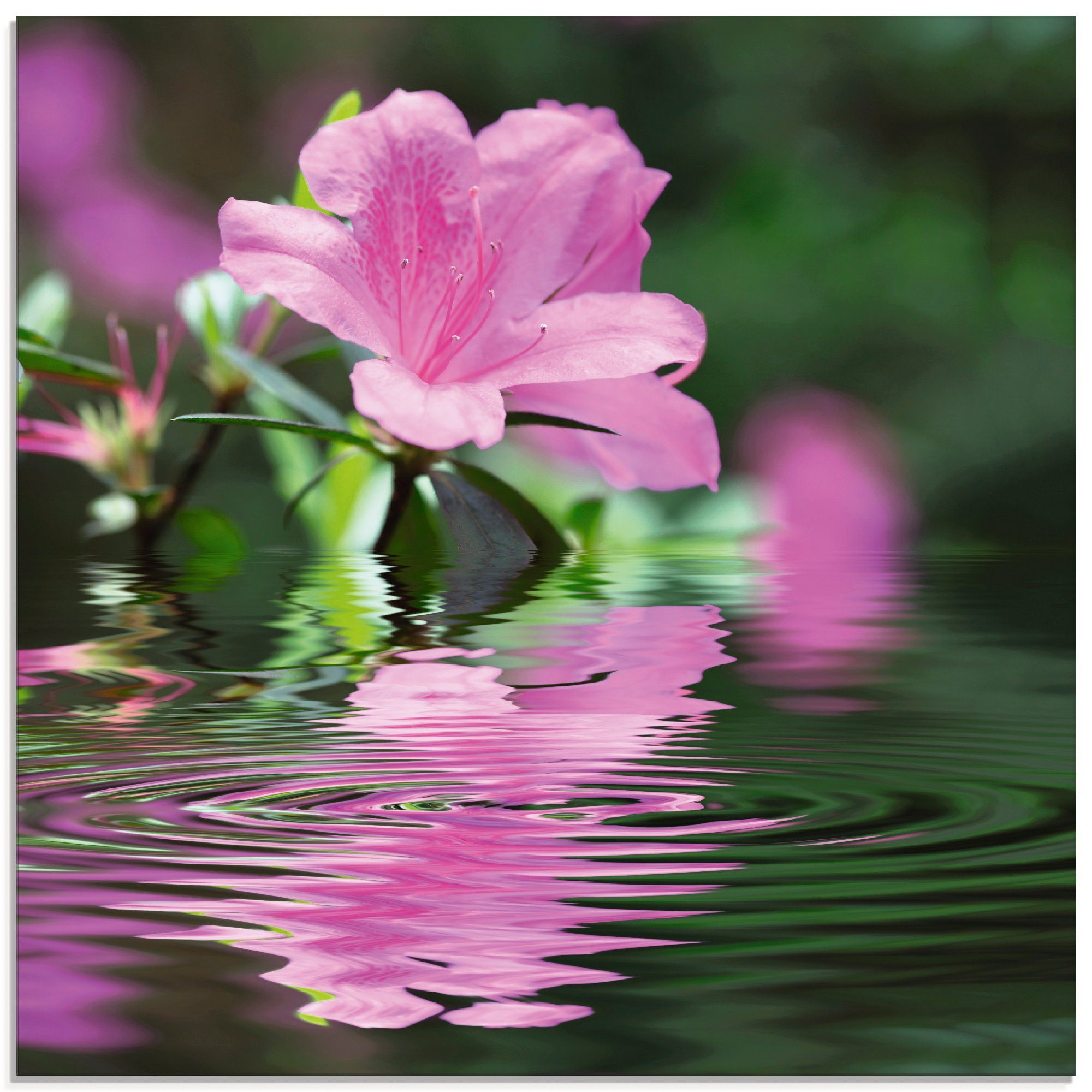 Artland Glasbild Azalee, Blumen (1 St), in verschiedenen Größen