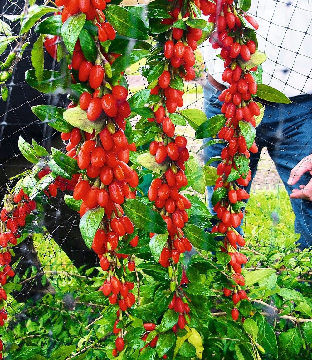 BALDUR Garten Obstpflanze Goji 'Sweet Lifeberry®', 1 St., Süß, ertragreich, winterhart, mehrjährig, pflegeleicht