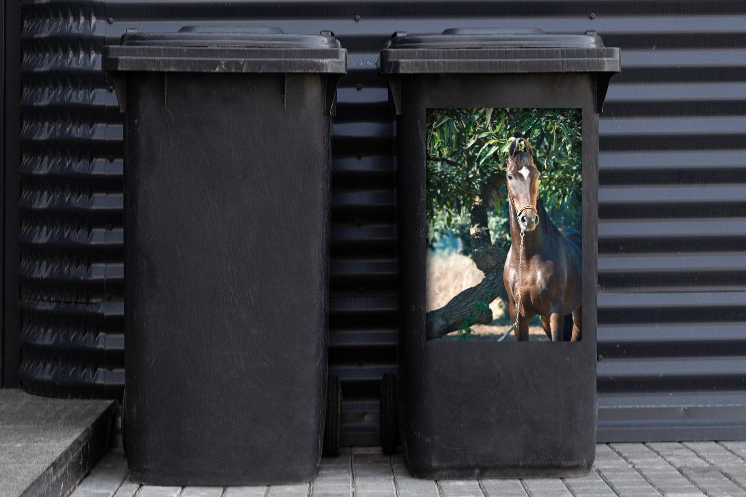 (1 St), Pferde - Mülltonne, Wandsticker Marwari Mülleimer-aufkleber, Braun Container, - Sticker, MuchoWow Abfalbehälter