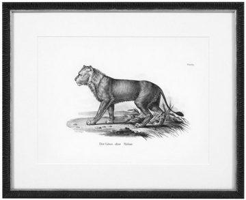 Casa Padrino Bilderrahmen Bilder 6er Set Historische Tiere Schwarz / Weiß 53,5 x H. 43,5 - Luxus Kunstdrucke mit Holzrahmen
