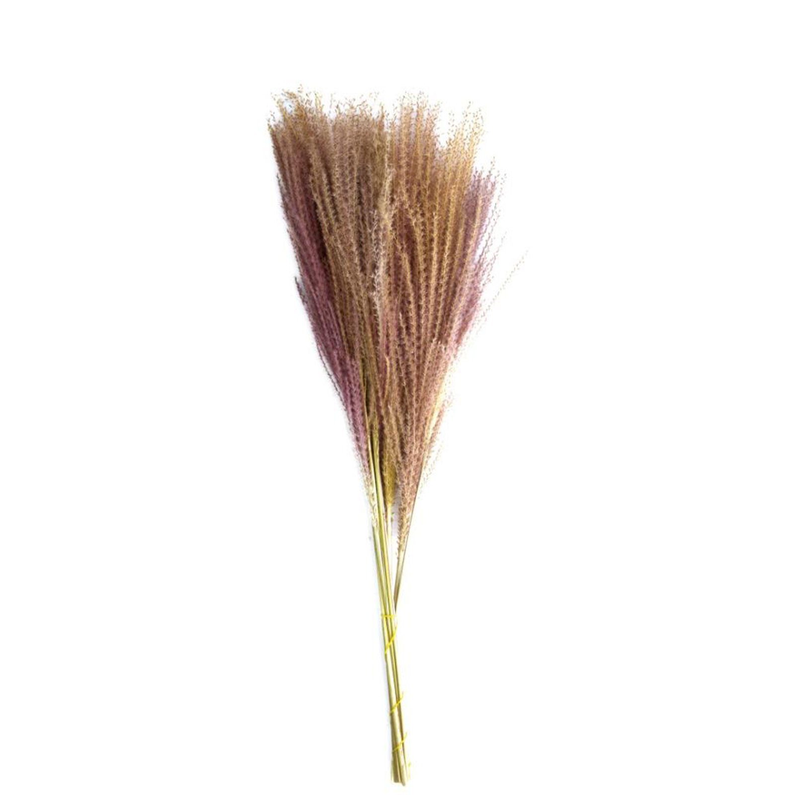 Trockenblume Chinaschilf lila - Miscanthus - 75 cm - 10 Stück, DIJK | Trockenblumen