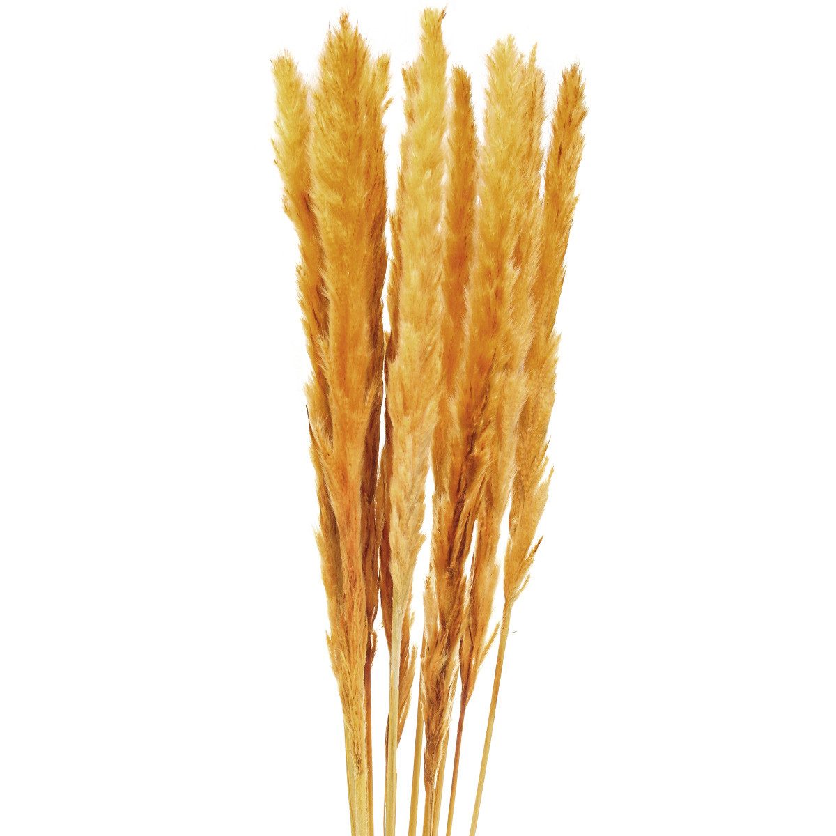 Trockenblume Pampasgras Deko Gelb 72-75cm, Trockenblumenbund 10 Stiele für
