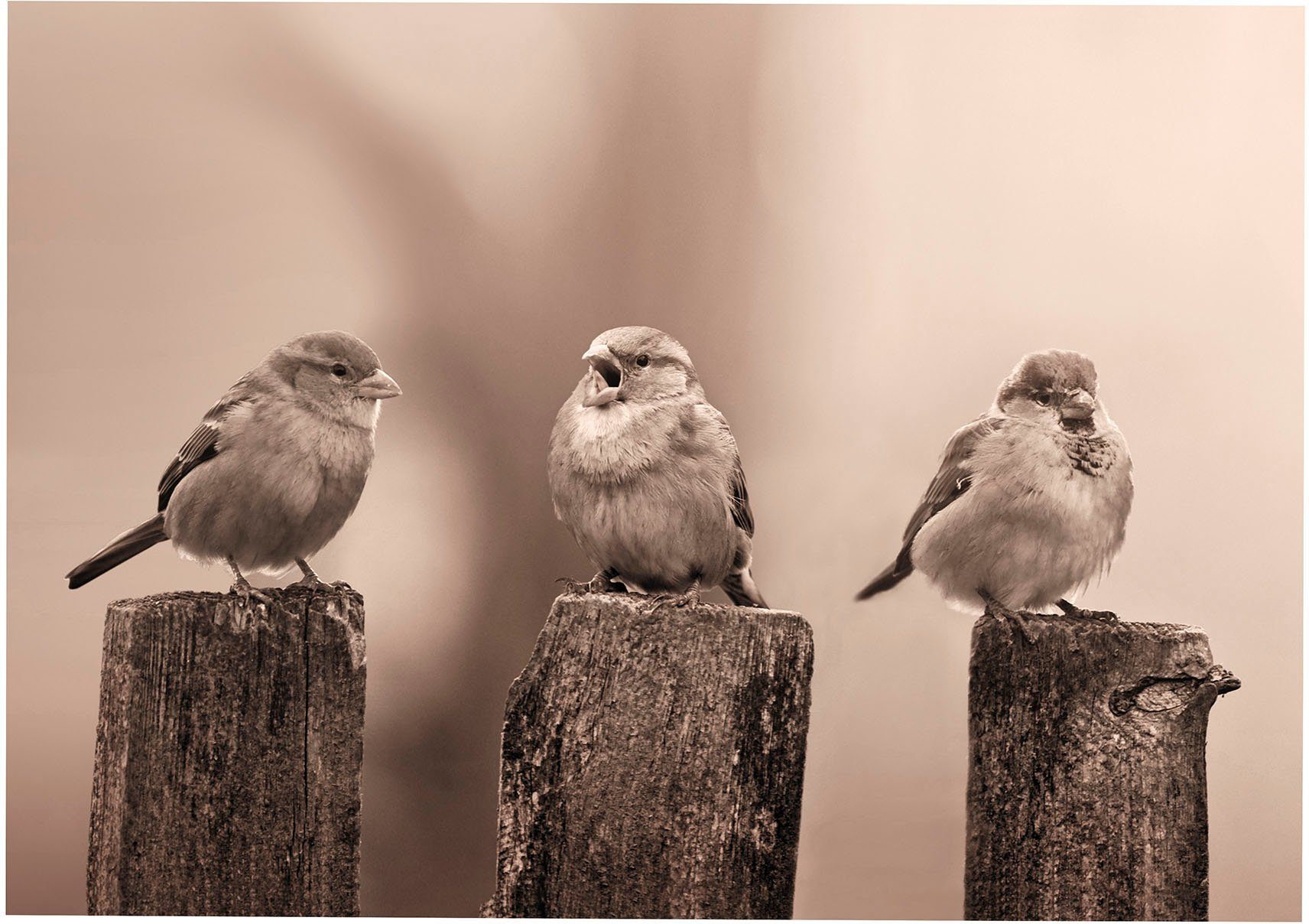 Art for the home Leinwandbild Outdoor Vogel 50x70cm, Romantisch, Strand (1 St), Leinwand für draußen- Early Birds - Sepia - 50x70cm