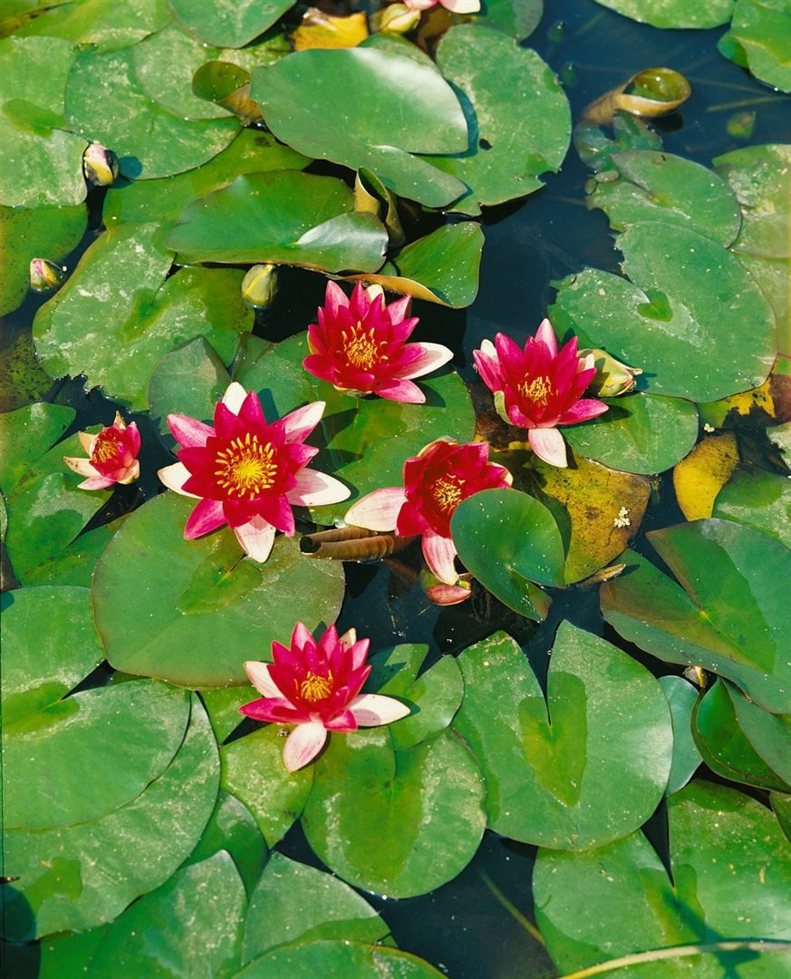 Pflanzen für Dich Staude Nymphaea 'Attraction', 1 St., Seerose – Bild 2 von 4