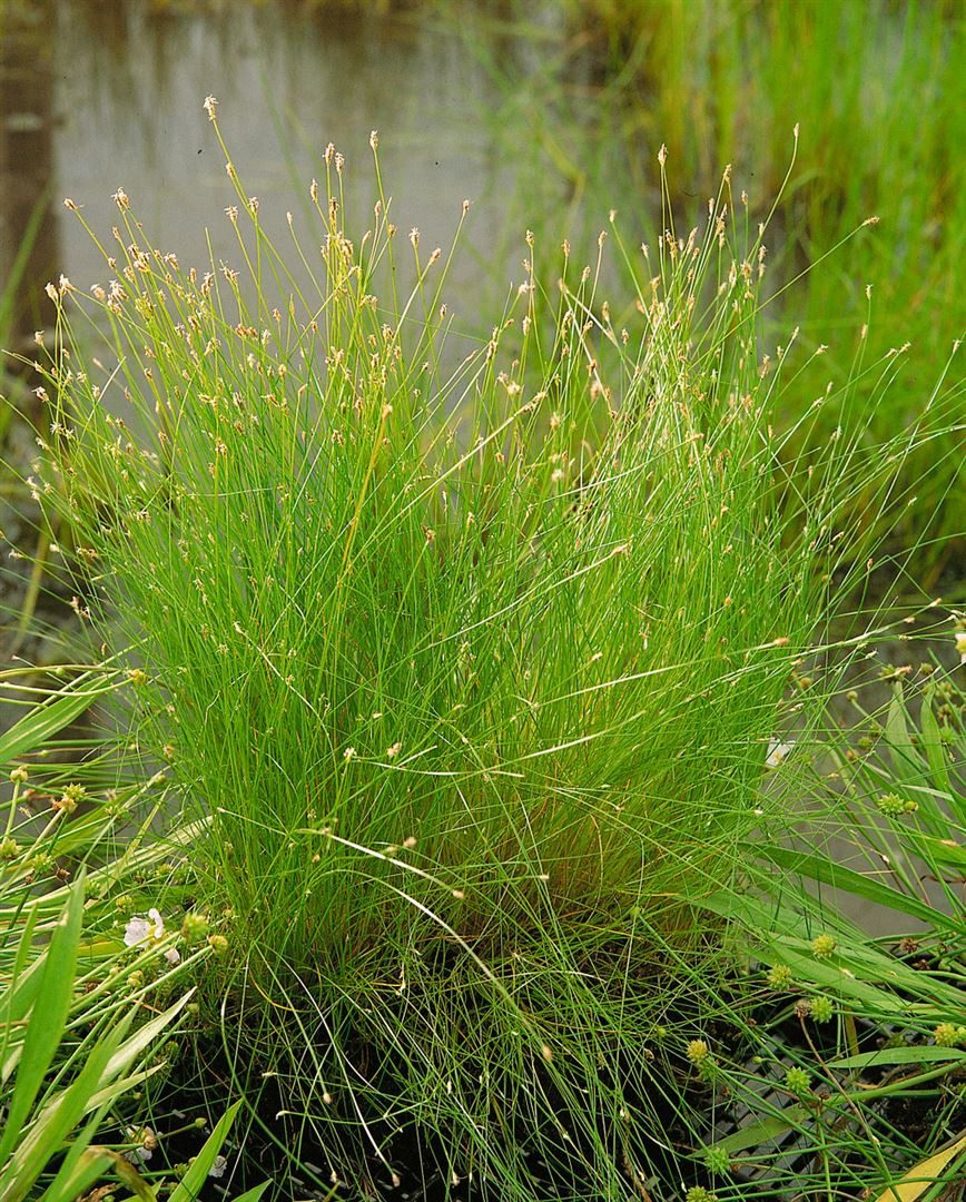 Pflanzen für Dich Staude Eleocharis acicularis, 1 St., Nadelsimse, Nadel-Sumpfsimse