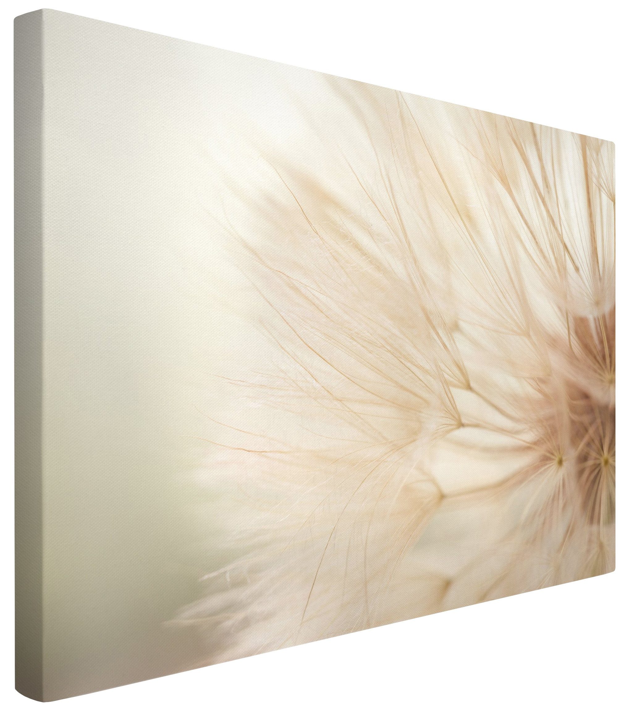 Bilderdepot24 Leinwandbild Blumen Natur Modern Pusteblume creme beige Bild auf Leinwand Groß XXL, Wohnzimmer Schlafzimmer Küche Flur Wandbild Kunstdruck Wanddeko Druck