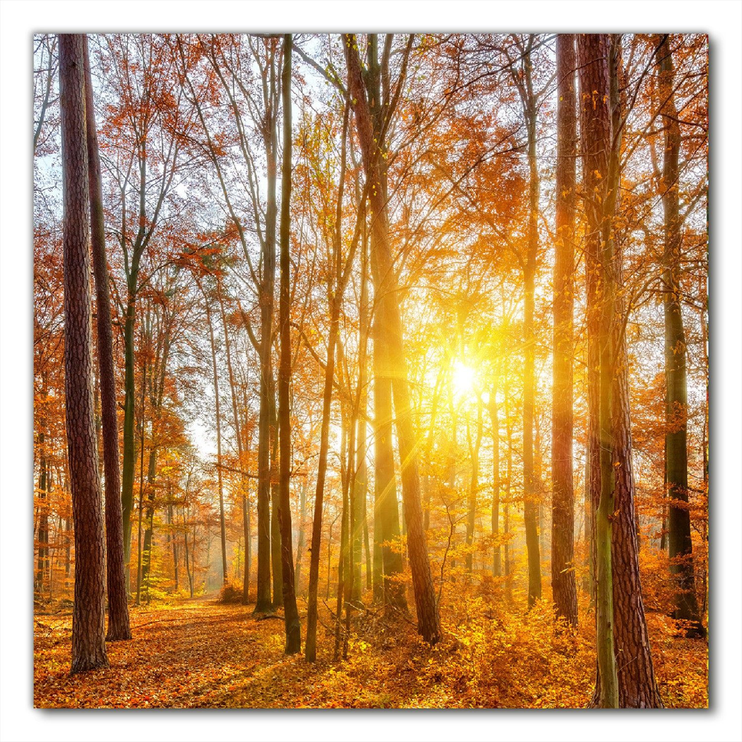 Wallario Möbelfolie Sonnenuntergang im herbstlichen Wald