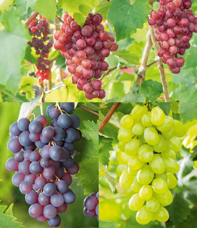 BALDUR Garten Obstpflanze Kernlose Tafel-Trauben-Kollektion, 3 St., Selbstbefruchtend,winterhart, mehrjährig, pflegeleicht