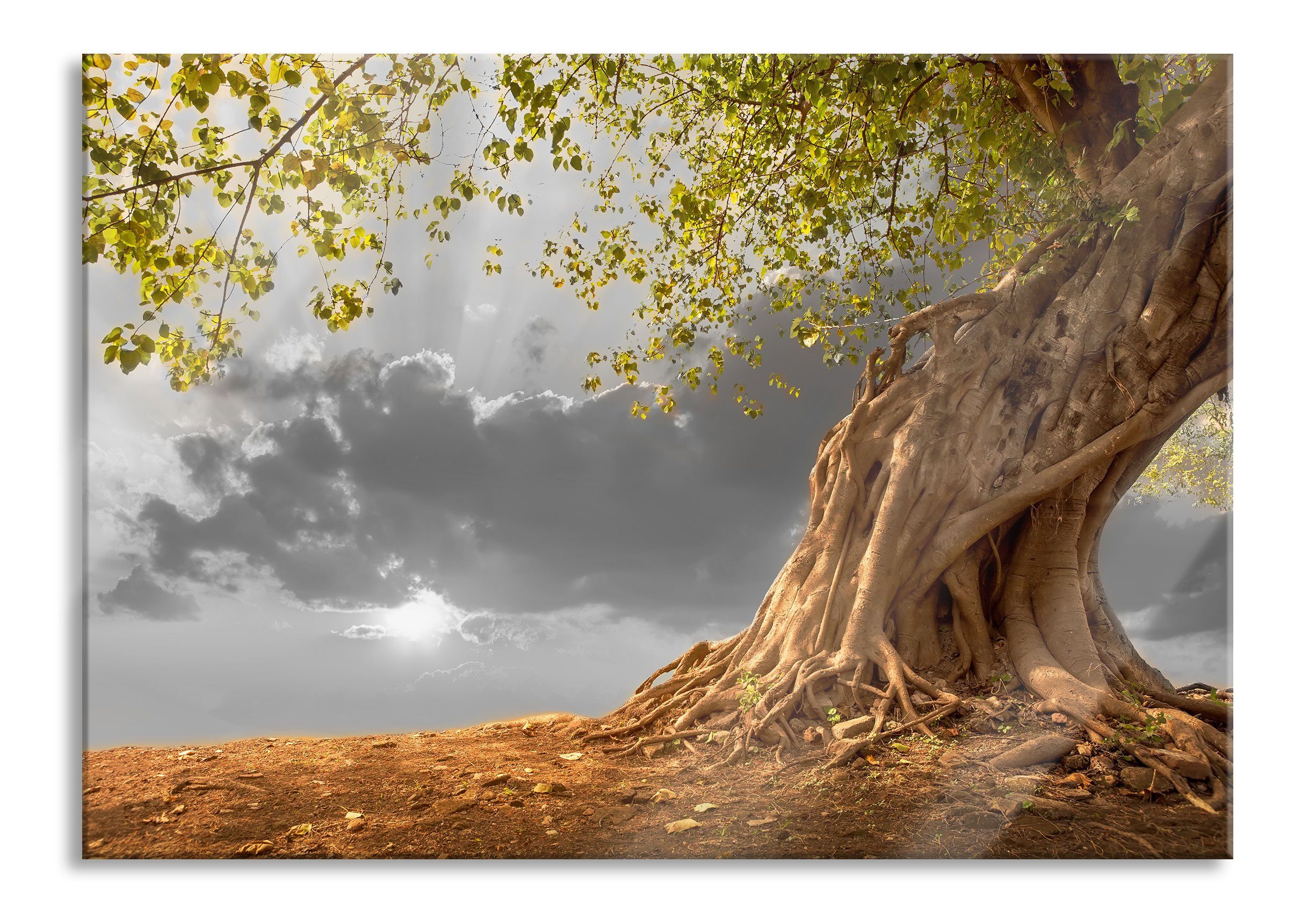 Glasbild Baum