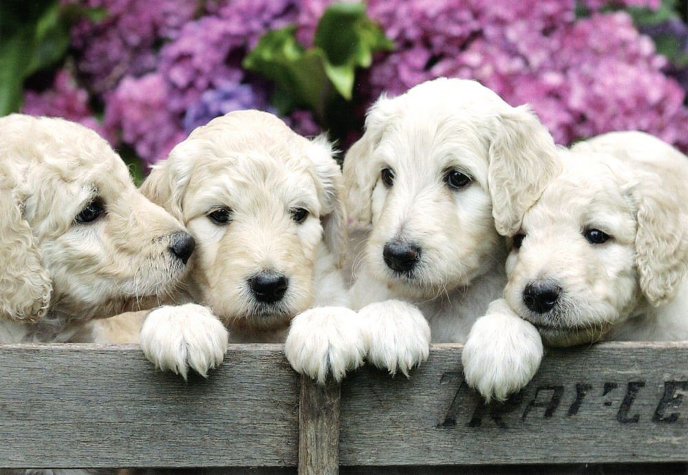 nbuch 24 Hunde süßen Chiens" * "Dogs mit * Postkarte Hundemotiven
