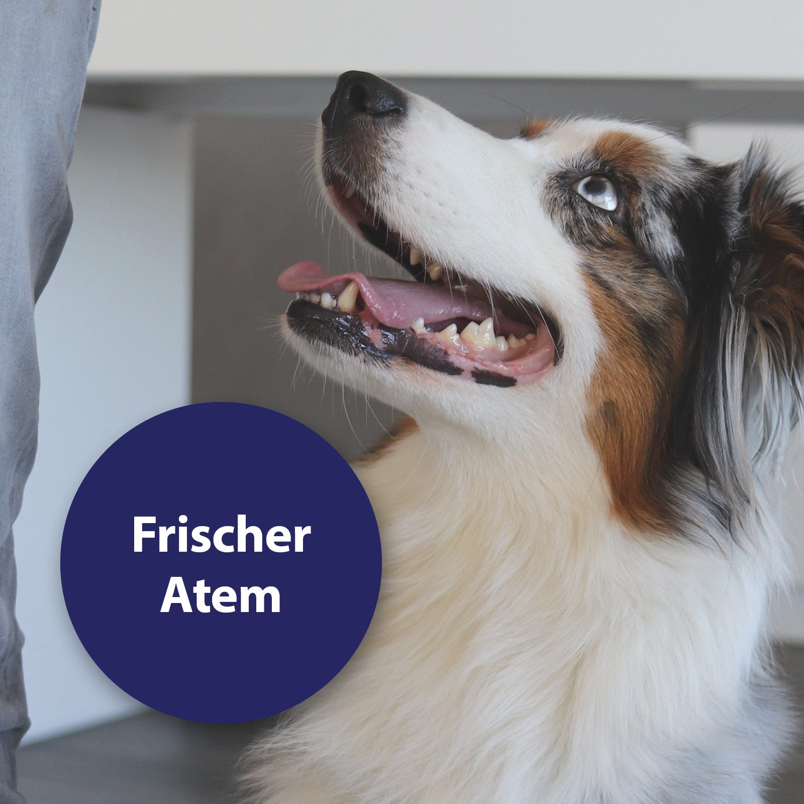 Canosept Fellpflege Canosept Dr. Fressnapf Zahnpflege-Paket für Hunde