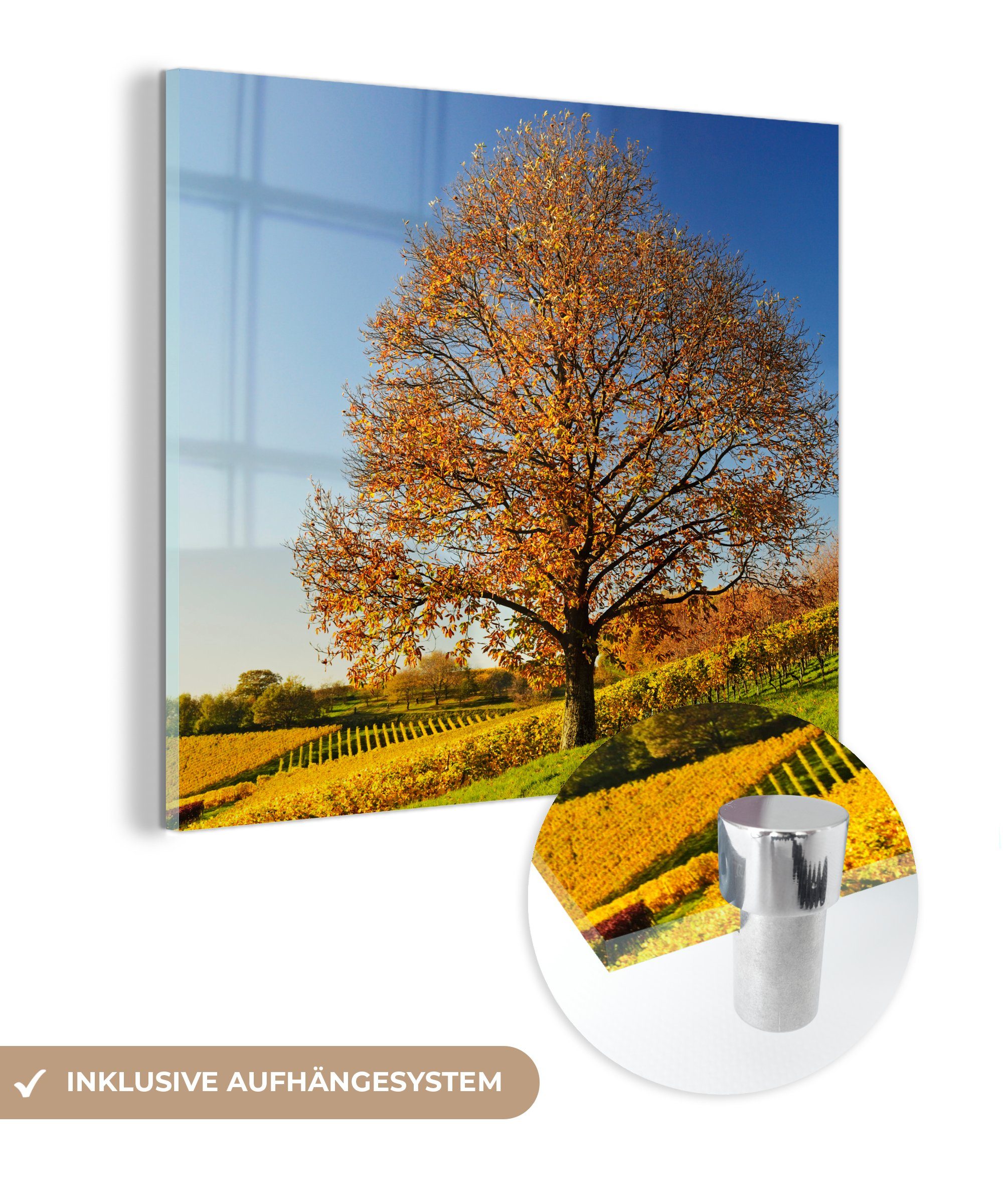 MuchoWow Acrylglasbild Kastanienbaum in einer Weinberglandschaft, (1 St), Glasbilder - Bilder auf Glas Wandbild - Foto auf Glas - Wanddekoration