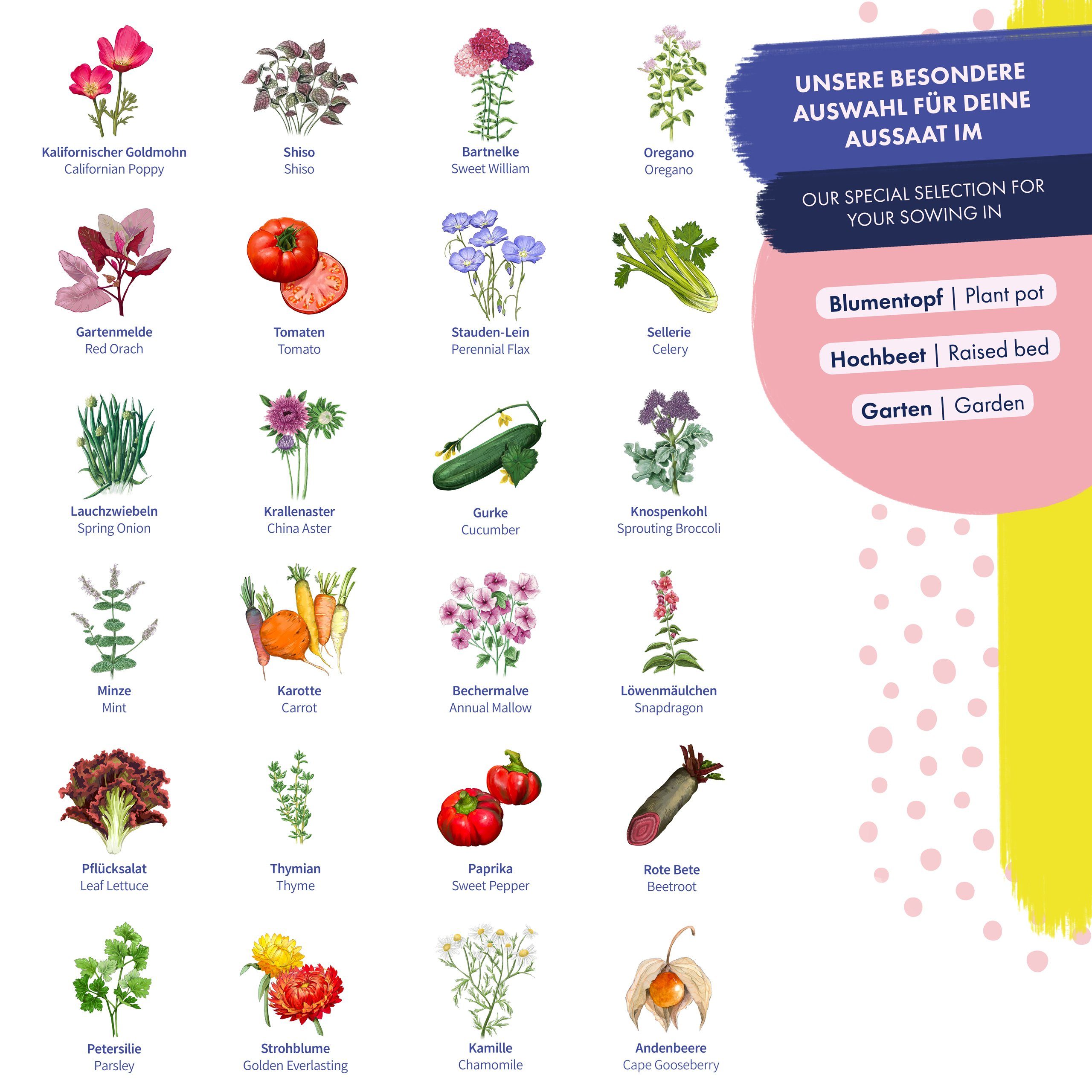 Seeds Magic Tütchen & Gemüse, Blumen-Samen Saatgut-Adventskalender Garden Adventskalender - 24 - Kräuter