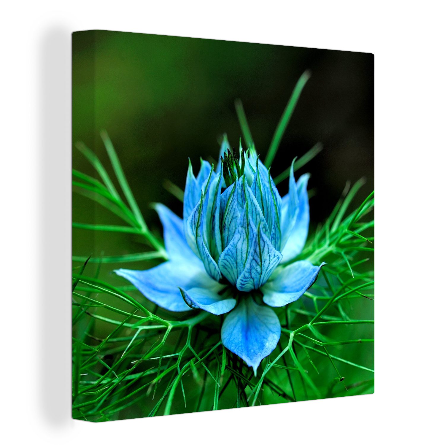 OneMillionCanvasses® Leinwandbild Hellblaue Nigella-Blüten, (1 St), Leinwand Bilder für Wohnzimmer Schlafzimmer