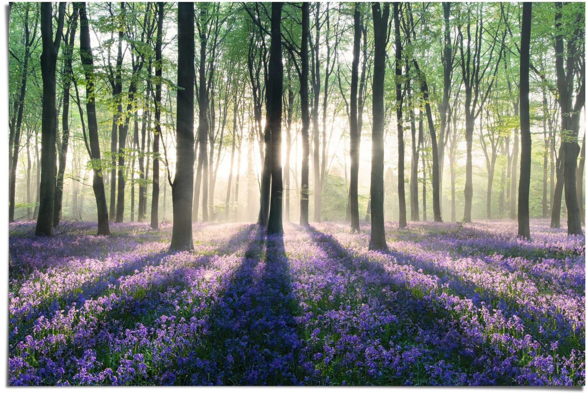 Reinders! Poster Glockenblumen Poster - hergestellt Wald, Europa Qualitätsprodukt Unsere in (1 ausschließlich St), werden im