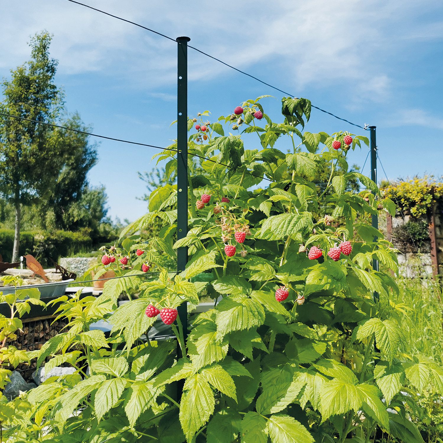 Bellissa Rankhilfe bellissa Rankhilfe HIMBEERTRAUM:L300 x B3 x H180cm