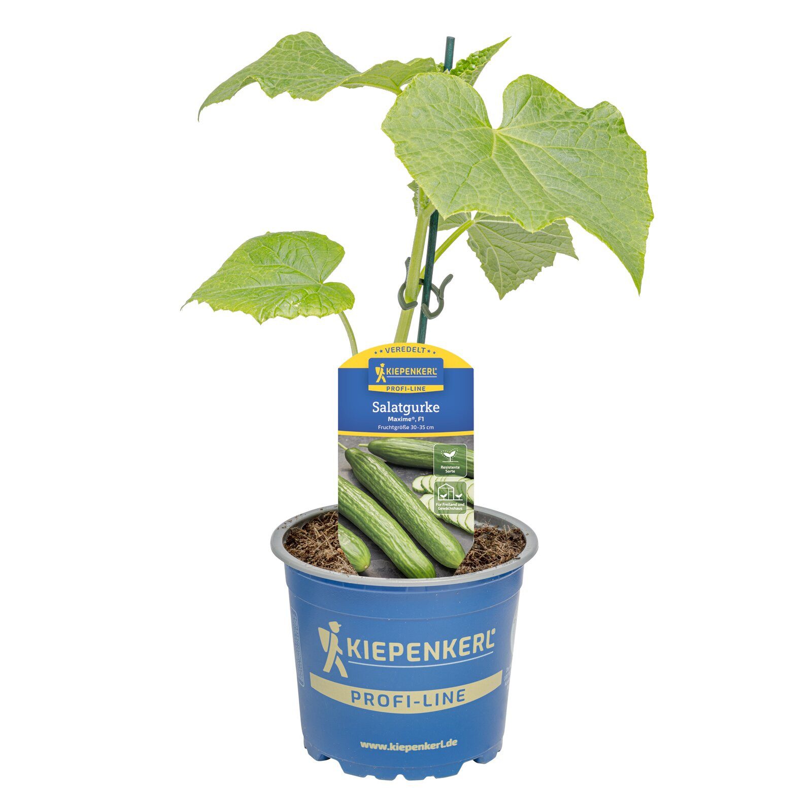 Pflanzen für Dich Gemüsepflanze Salatgurke Maxime® veredelt F1 12cm Topf