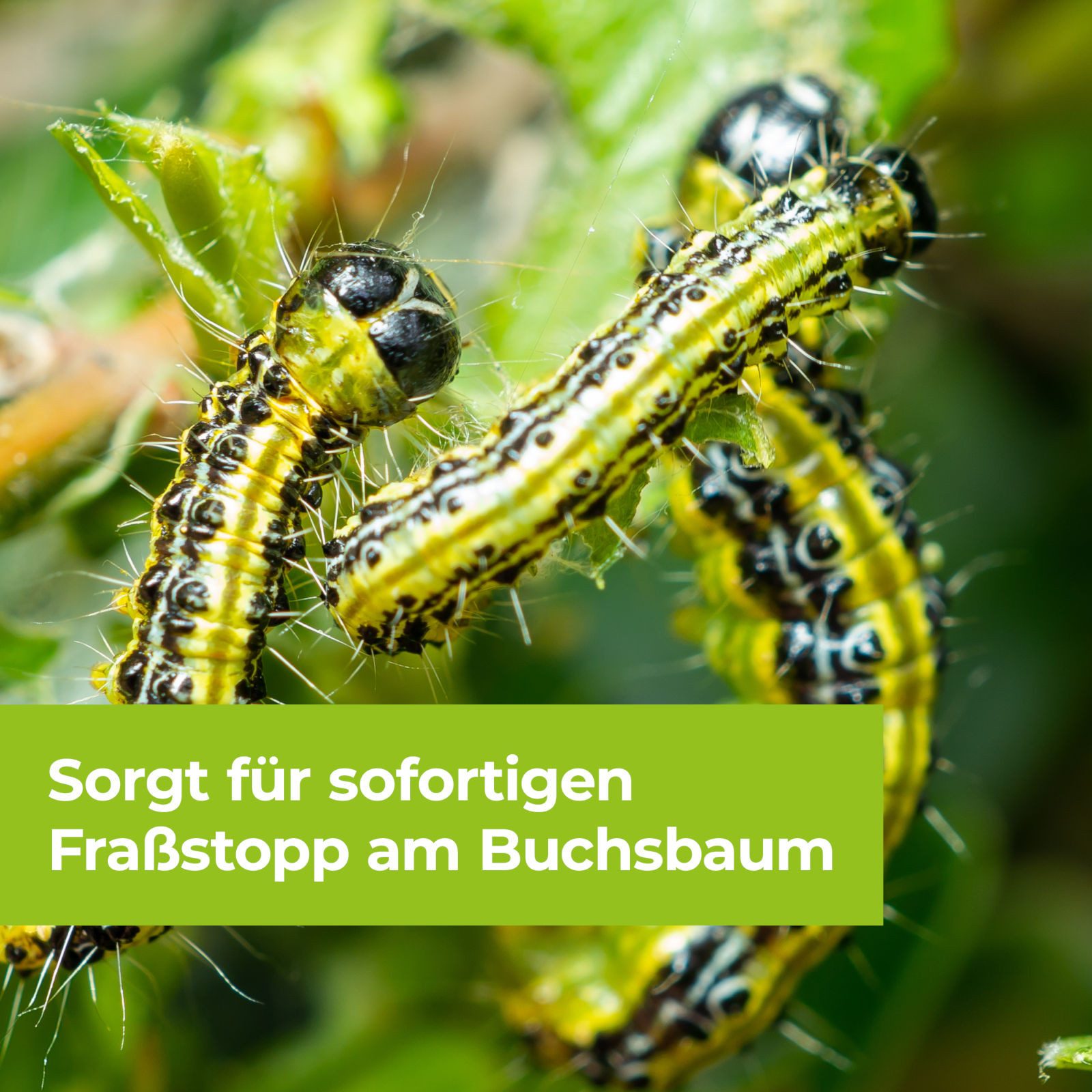 Protect Garden Insektenspray Lizetan Plus Buchsbaumzünslerfrei AF, 1 Liter, 1000 ml