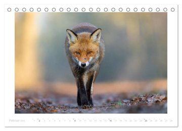 CALVENDO Wandkalender Der Rotfuchs (Tischkalender 2025 DIN A5 quer), CALVENDO Monatskalender