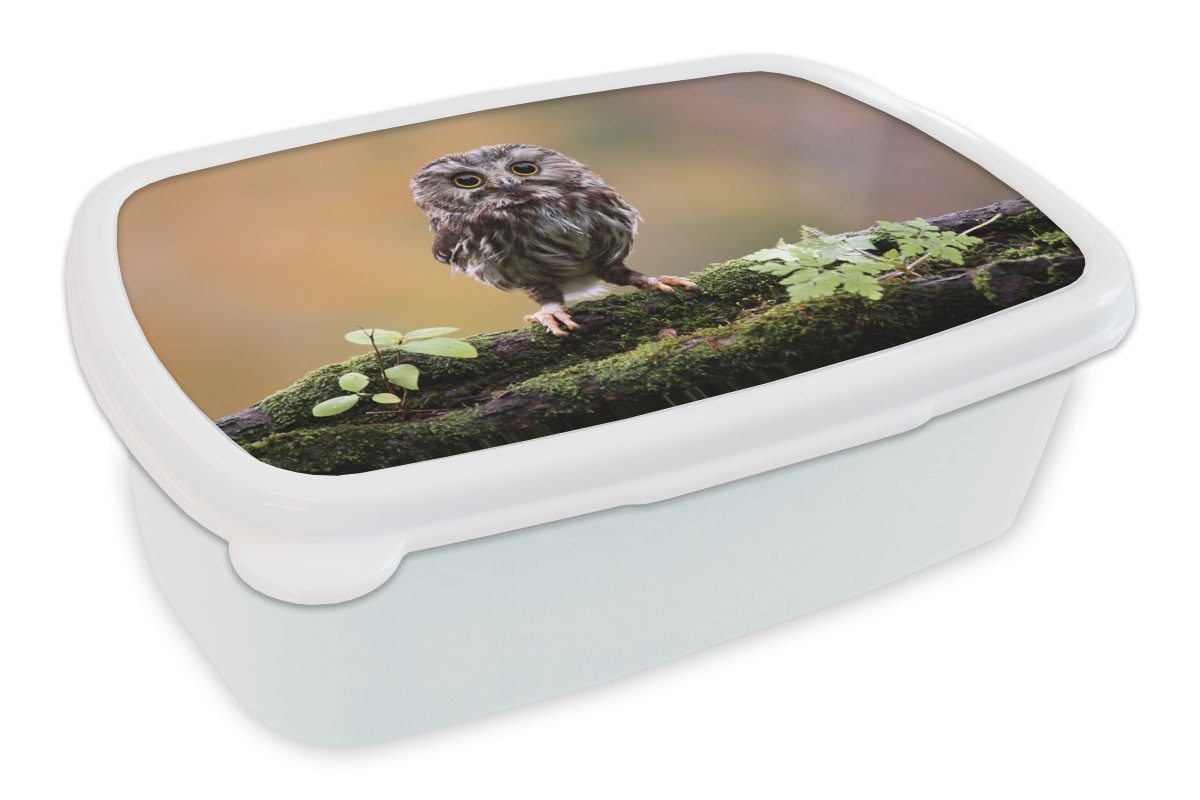 MuchoWow Lunchbox Steinkauz, Kunststoff, (2-tlg), Brotbox für Kinder und Erwachsene, Brotdose, für Jungs und Mädchen weiß