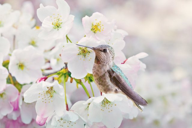 Papermoon Fototapete »Cherra Blossoms«, glatt-Otto