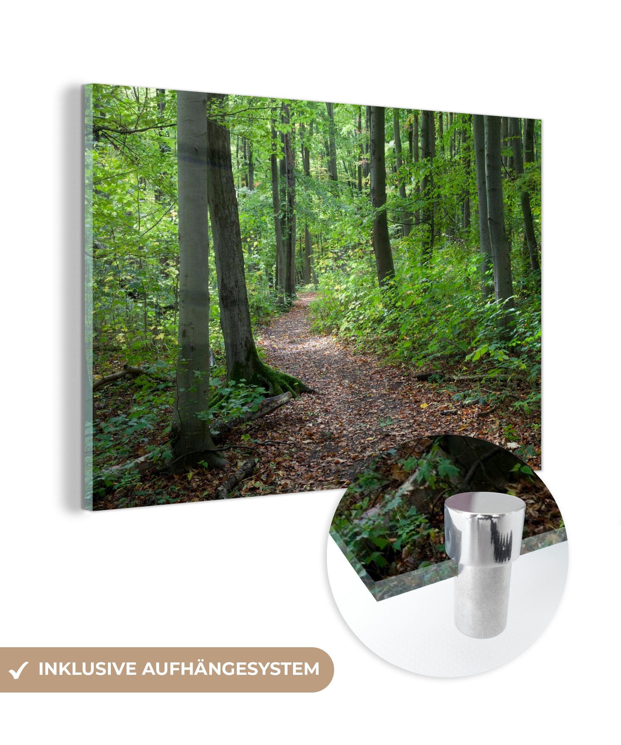 MuchoWow Acrylglasbild Wanderweg durch die ruhige Natur des deutschen Nationalparks Hainich, (1 St), Acrylglasbilder Wohnzimmer & Schlafzimmer