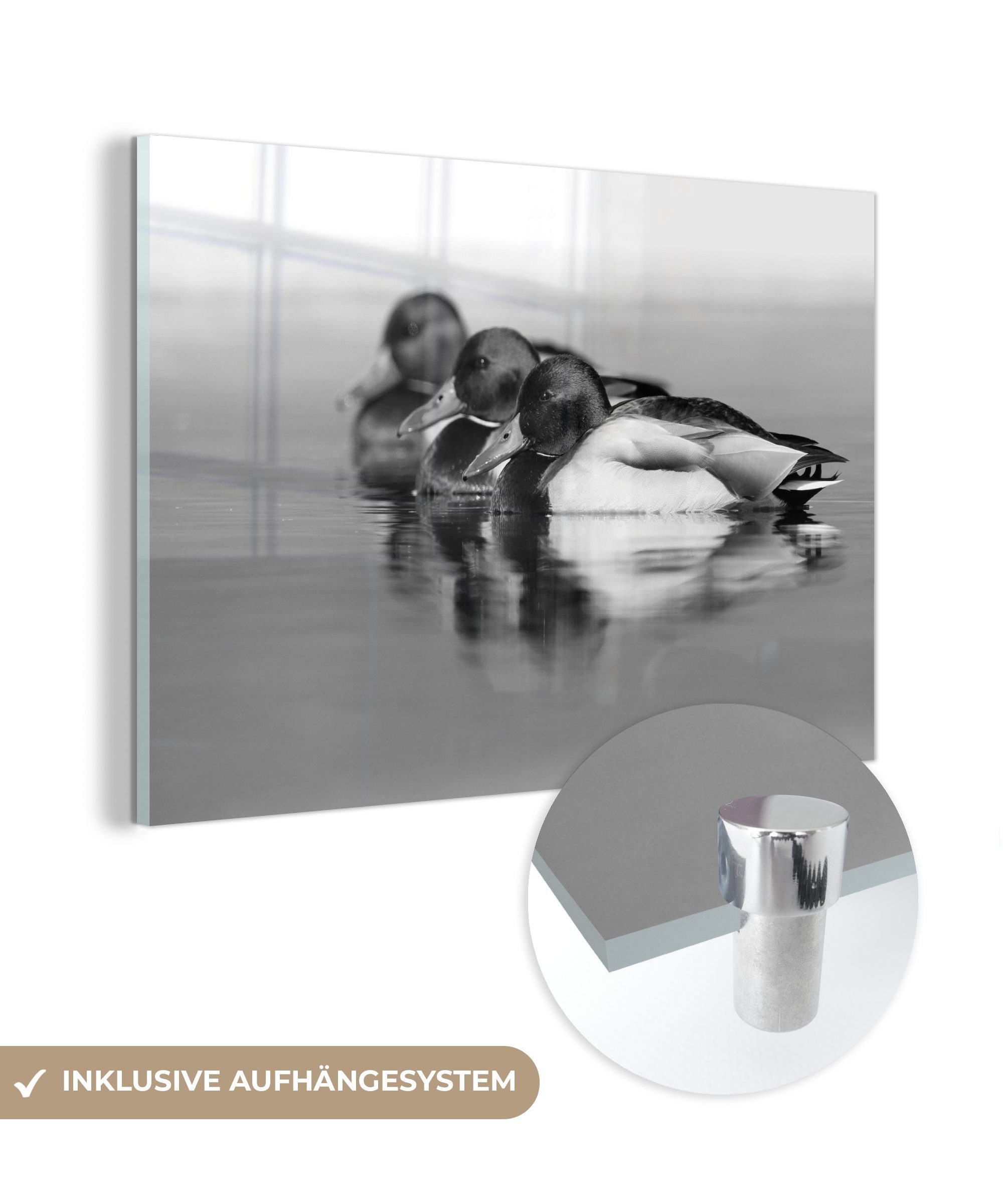 und weiß, - schwarz Acrylglasbilder Acrylglasbild Schlafzimmer St), schwimmen MuchoWow Wohnzimmer & nacheinander Stockenten Drei (1