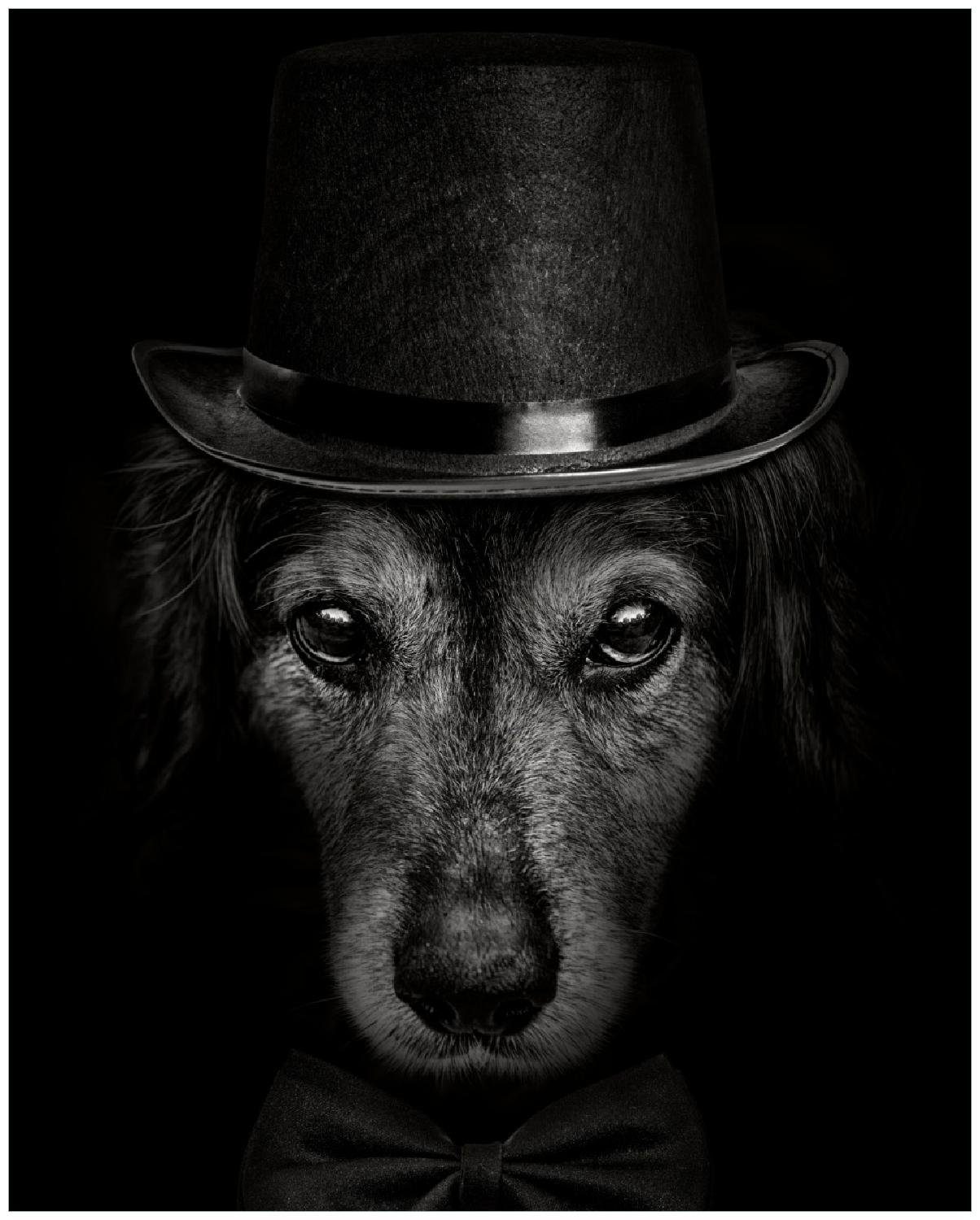Wallario Poster, Eleganter in verschiedenen Hund schwarz-weiß, mit in Ausführungen Zylinder