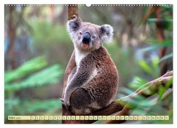 CALVENDO Wandkalender Koala - kleiner Teddy (Premium, hochwertiger DIN A2 Wandkalender 2023, Kunstdruck in Hochglanz)