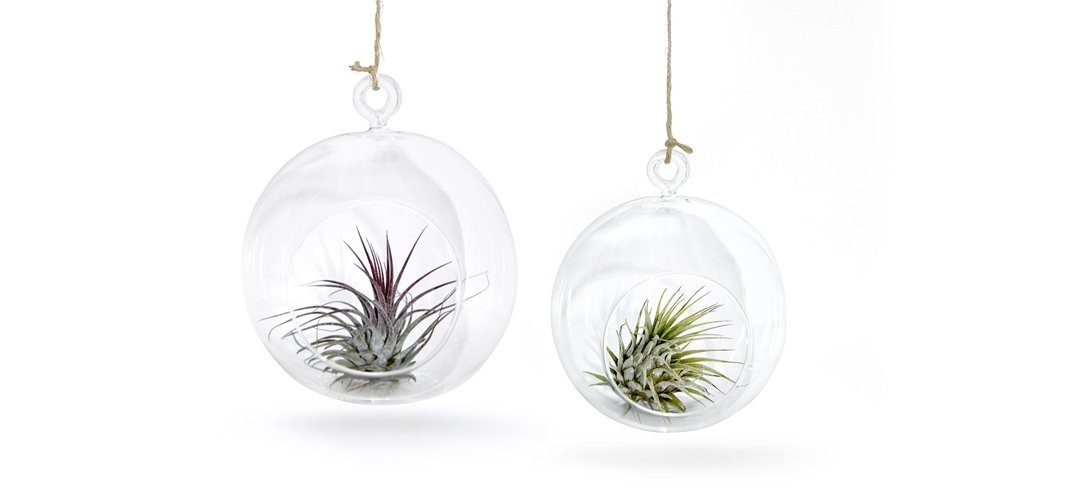 meinvipshop Hängedekoration 2er Glaskugel Set mit Tillandsien (Set, 2er Set Glaskugeln 12cm Ø & 10cm Ø mit jeweils einer echten Tillandsia)