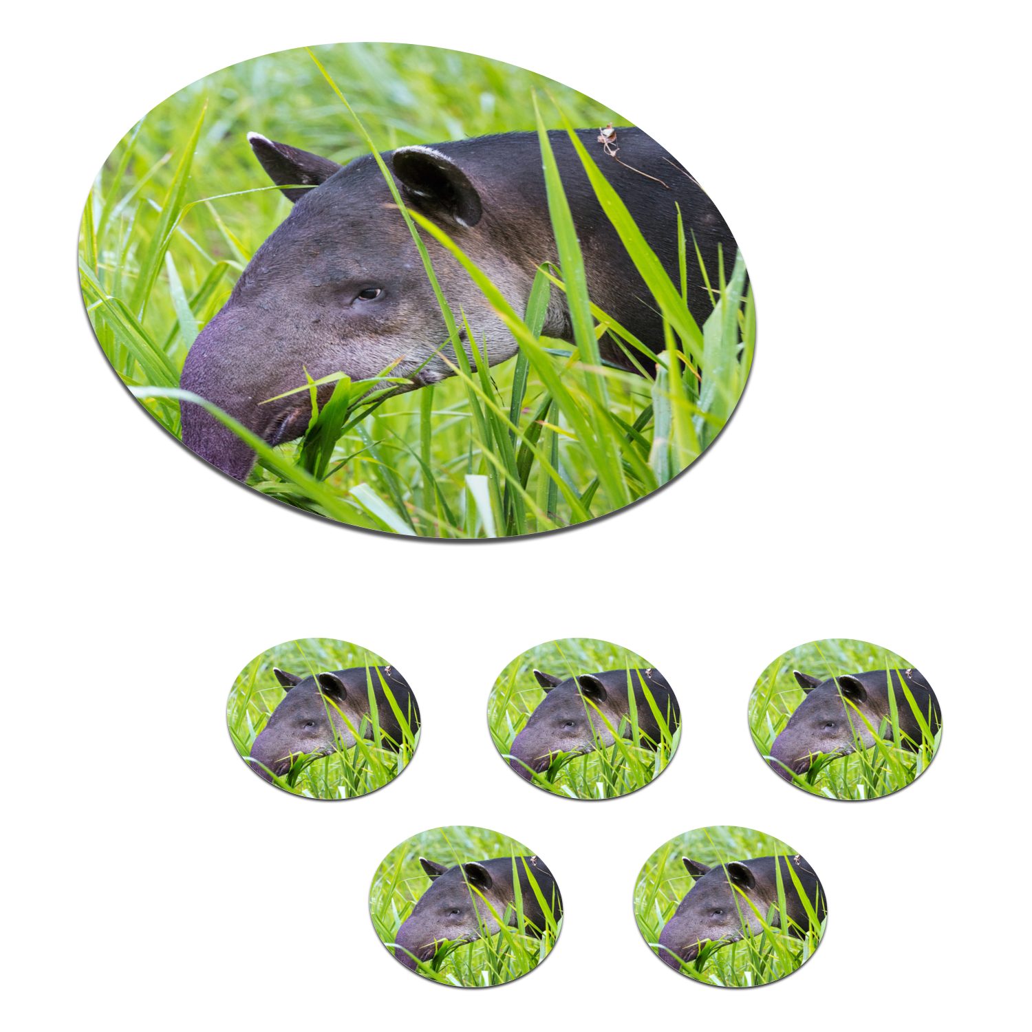 MuchoWow Glasuntersetzer Mittelamerikanischer Tapir im Nationalpark von Costa Rica, Zubehör für Gläser, 6-tlg., Getränkeuntersetzer, Tassenuntersetzer, Korkuntersetzer, Tasse, Becher