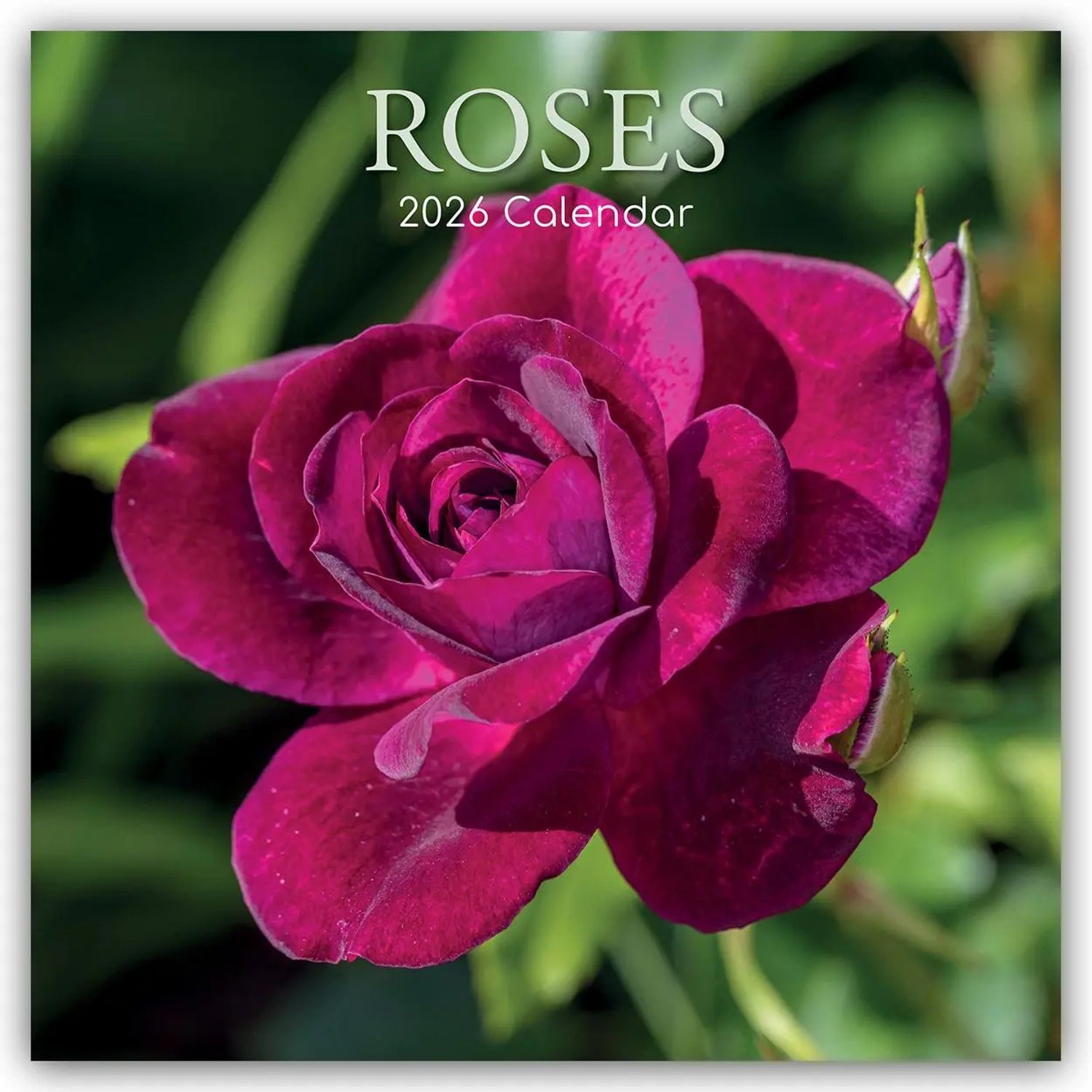 Wandkalender Roses - Rosen 2026 - 16-Monatskalender