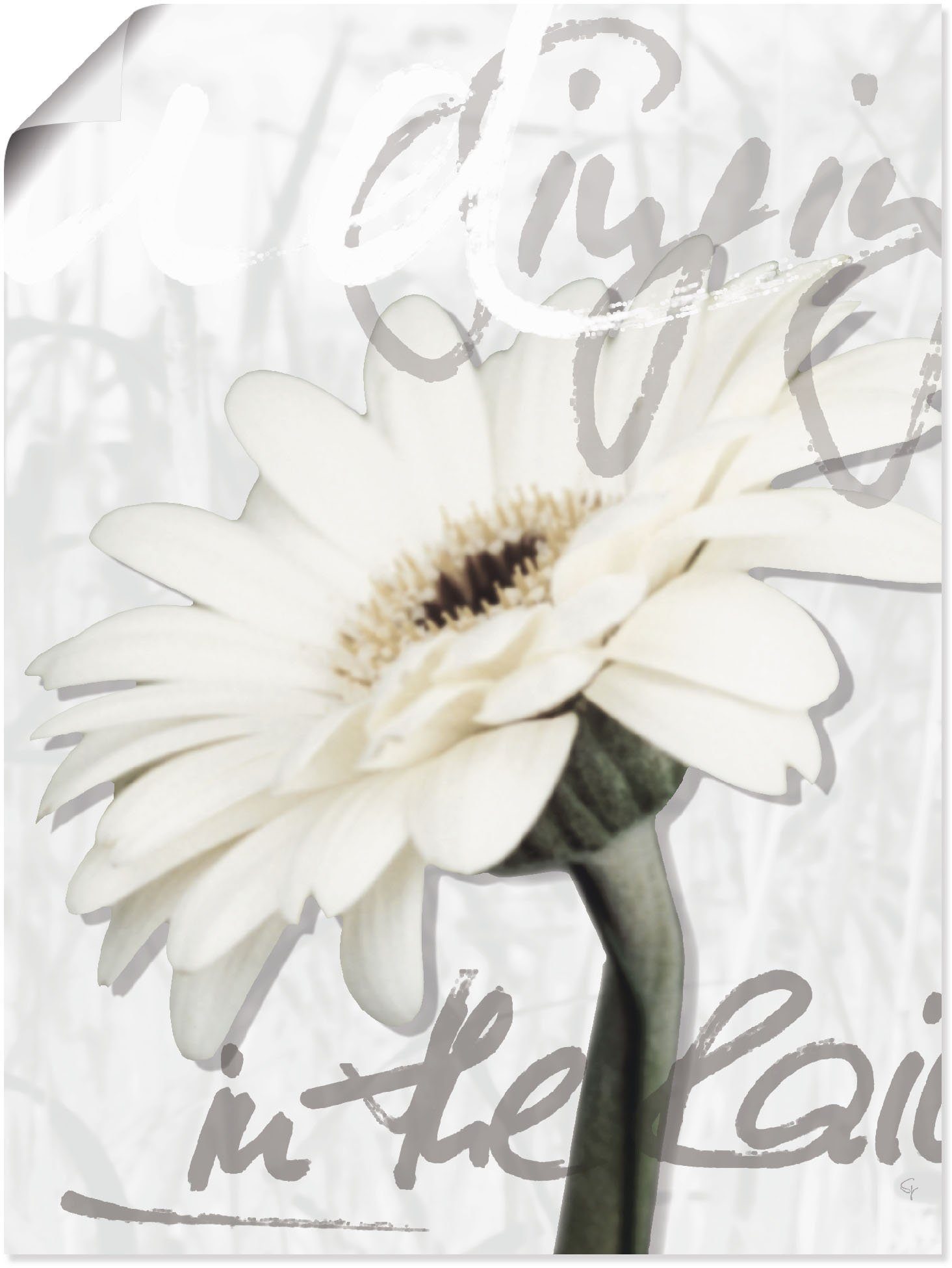 Artland Wandbild Gerbera, Blumenbilder (1 St), als Alubild, Leinwandbild, Wandaufkleber oder Poster in versch. Größen weiß
