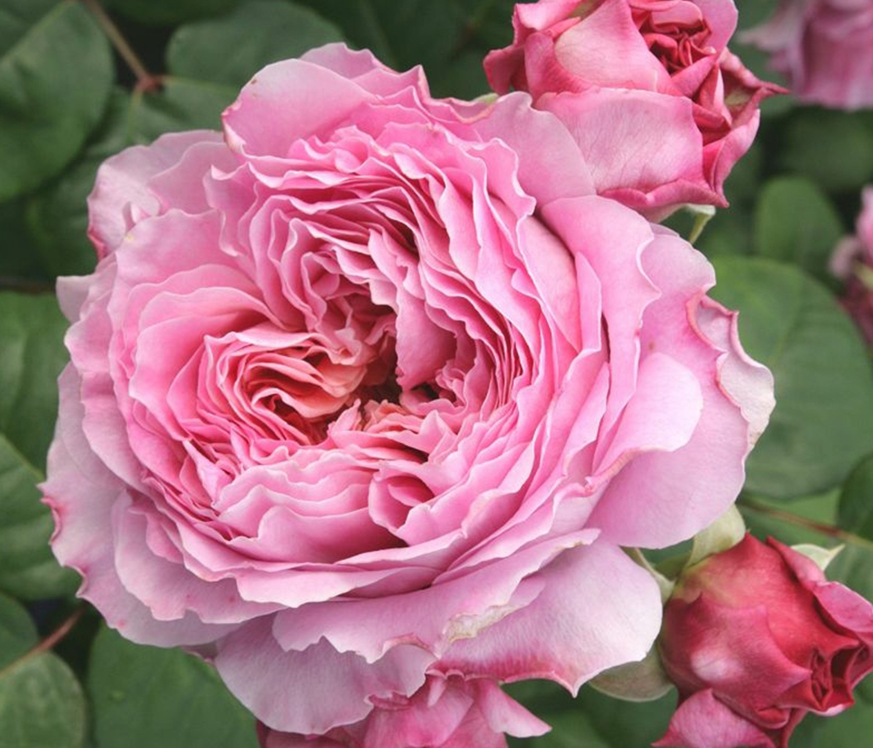 Dehner Nostalgie®-Edelrose Eisvogel®, lavendel-farben, Züchter Tantau, Rose mit duftenden und gefüllten Blüten