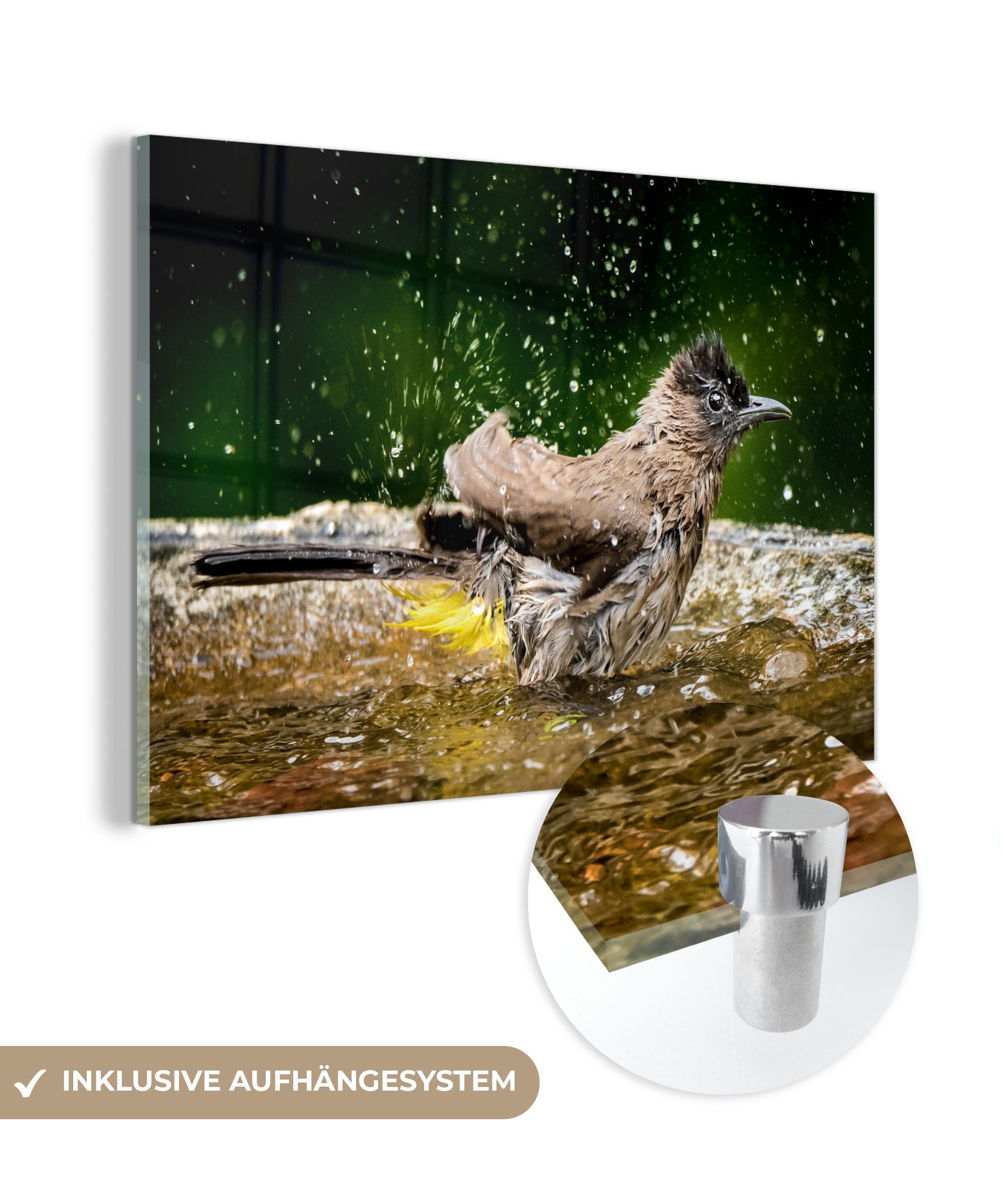 - Vogel Acrylglasbilder Vogeltränke St), Wohnzimmer Wasser, & (1 Schlafzimmer MuchoWow Acrylglasbild -
