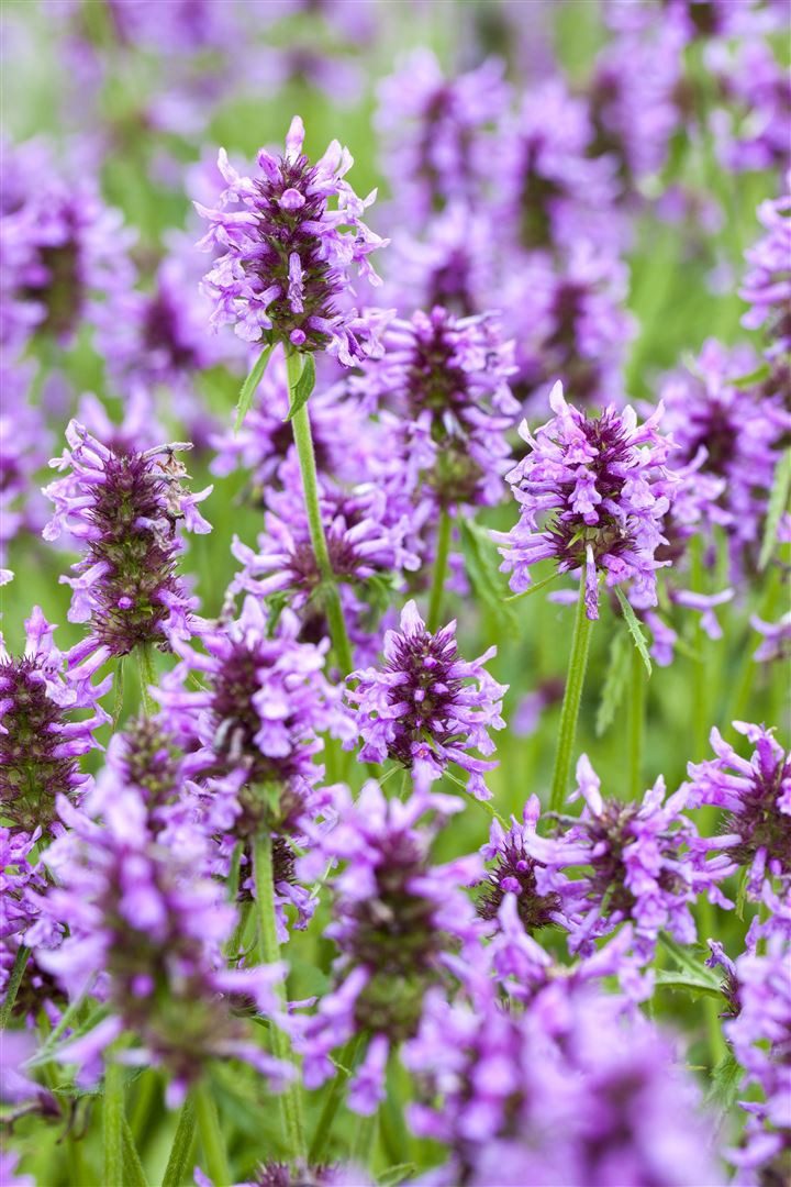 Pflanzen für Dich Staude Nepeta nervosa, 1 St., Katzenminze