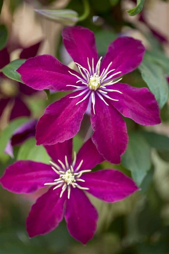 Pflanzen für Dich Kletterpflanze Clematis Hybride Niobe, 1 St., Waldrebe, Clematis, tiefrot, langblühend