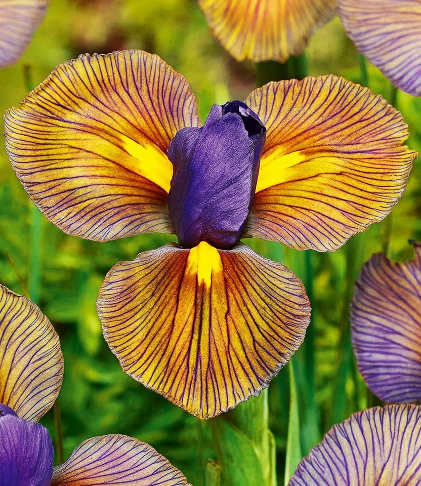 BALDUR Garten Blumenzwiebeln Iris 'Eye of the Tiger', Schwertlilie,winterhart, mehrjährig, pflegeleicht, robust
