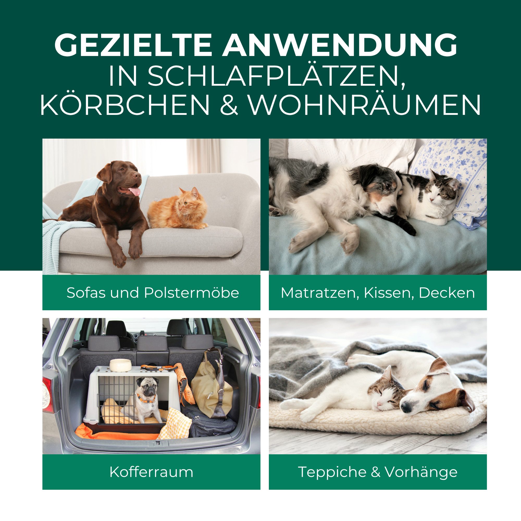 Silberkraft Insektenspray Flohspray Textil & Umgebung 500 ml inkl. E-Book, Als Umgebungsspray: gezielte Anwendung für eine flohfreie Umgebung, 1-St., Inklusive  – Bild 3 von 5