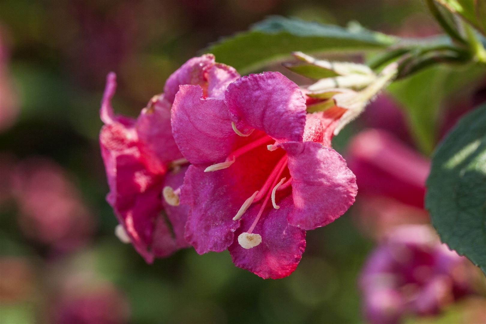 Pflanzen für Dich Gehölze Weigela Newport Red, 1 St., Weigelie