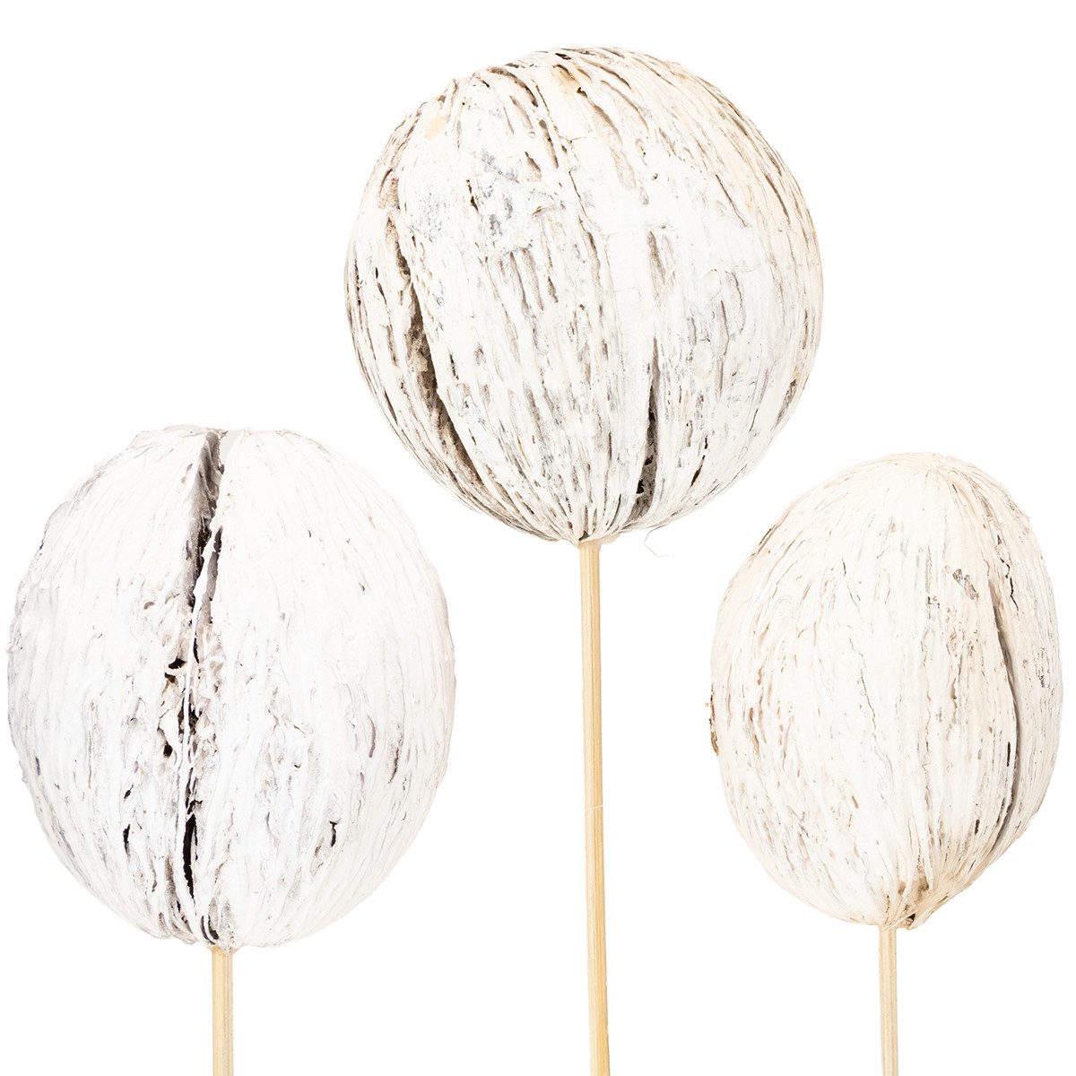 Trockenblume Dekorative Holzkugeln auf Stiel aus exotischen Naturmaterialien, 6 St, Florists Products, Höhe 10 cm