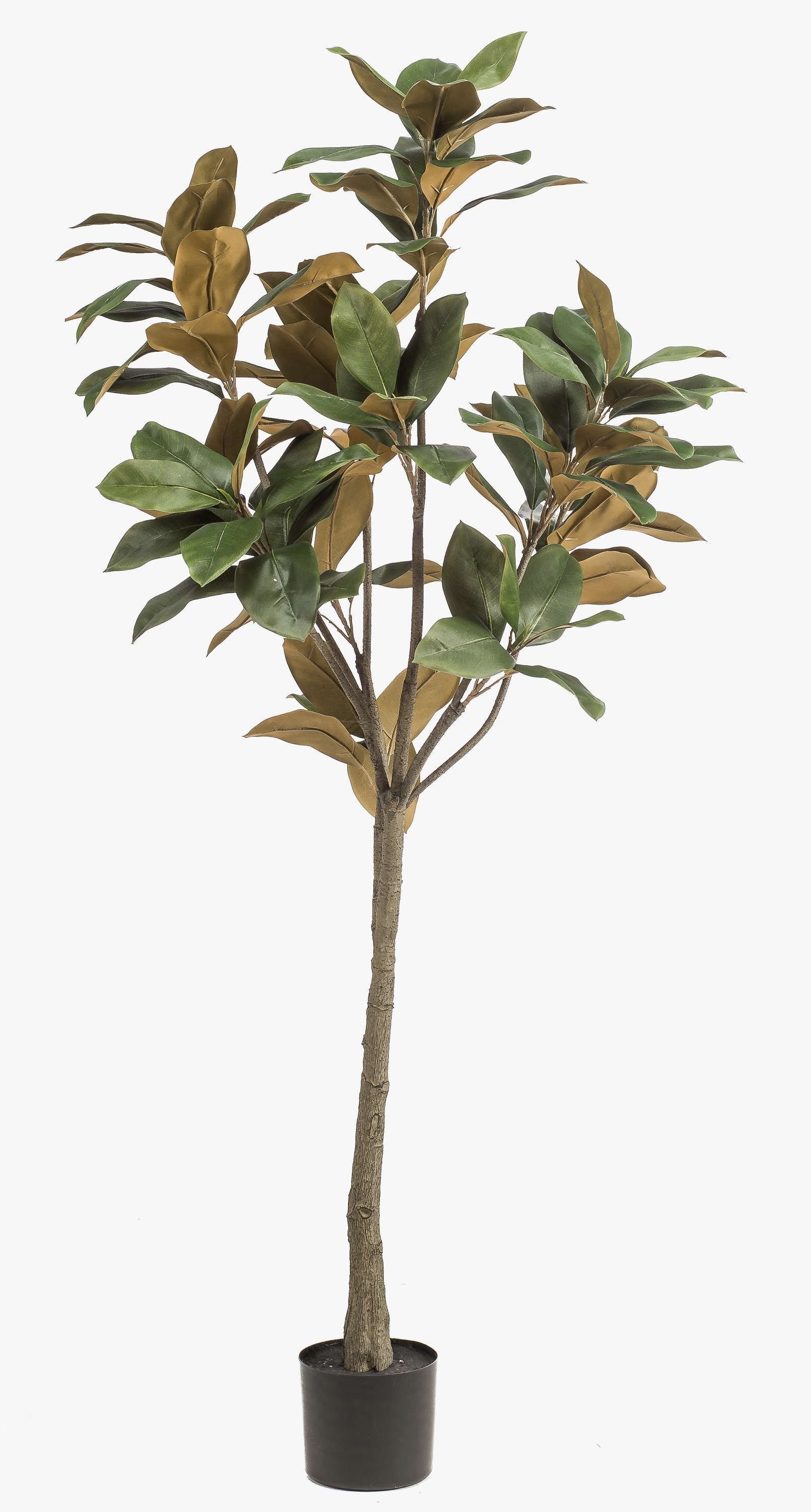 Kunstbaum Deko Yulan-Magnolie BELLITA, Dekostamm, grün-Olive, 150cm Magnolie (Yulan-Magnolie), artplants, Höhe 150.0 cm