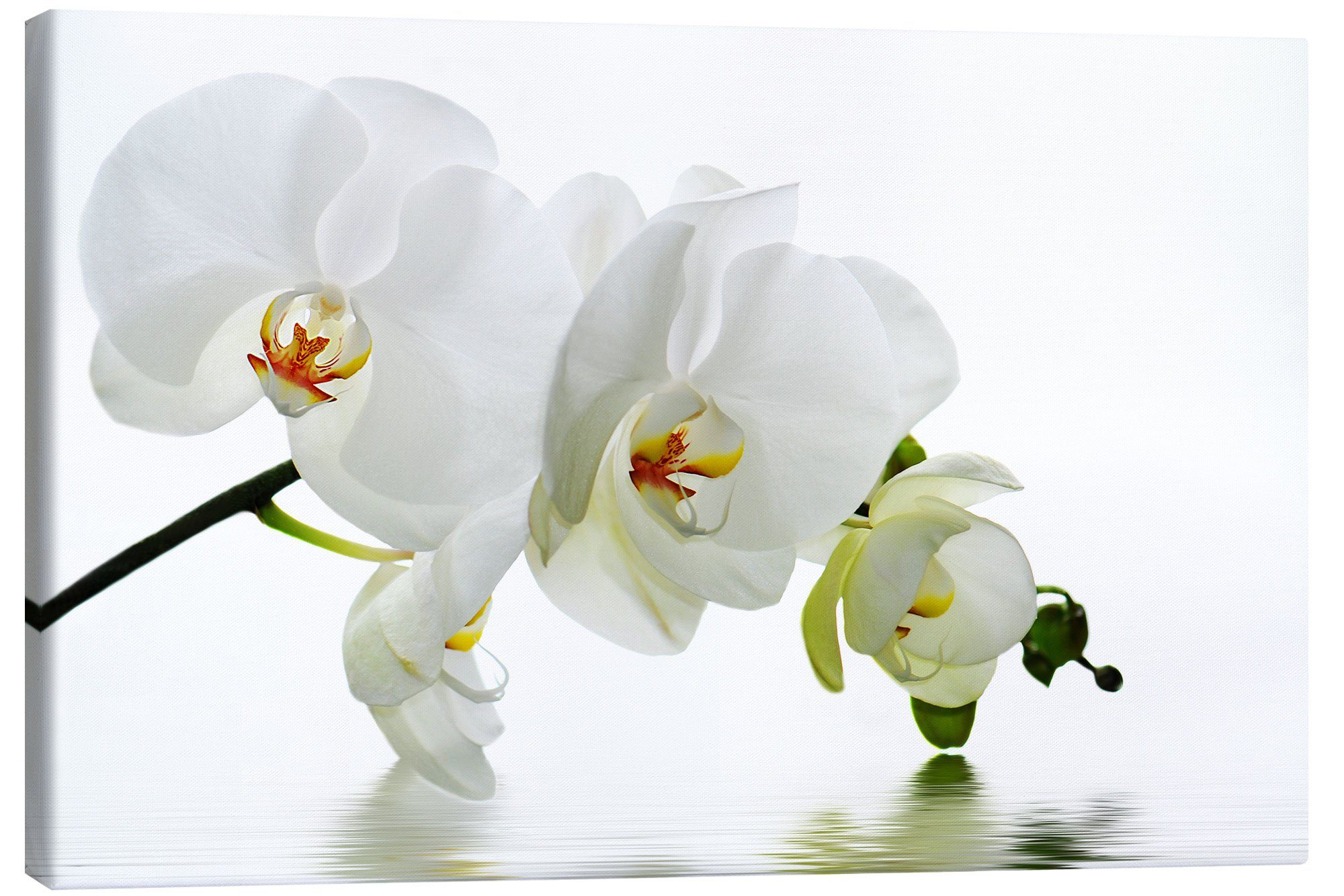 Posterlounge Leinwandbild Atteloi, Orchidee mit Spiegelung günstig online kaufen