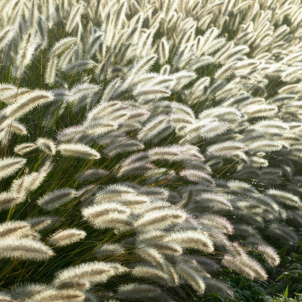 NatureNest Staude Lampenputzergras Hameln, Set 3 Pflanzen, Pennisetum alopecuroides
