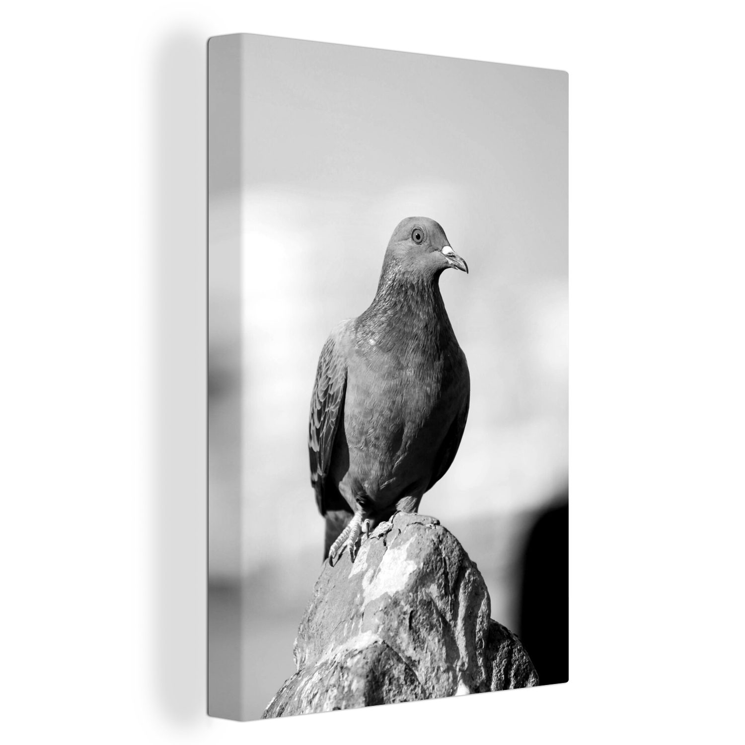 OneMillionCanvasses® Leinwandbild Eine Taube sitzt auf einem Stein - schwarz und weiß, (1 St), Leinwandbild fertig bespannt inkl. Zackenaufhänger, Gemälde, 20x30 cm
