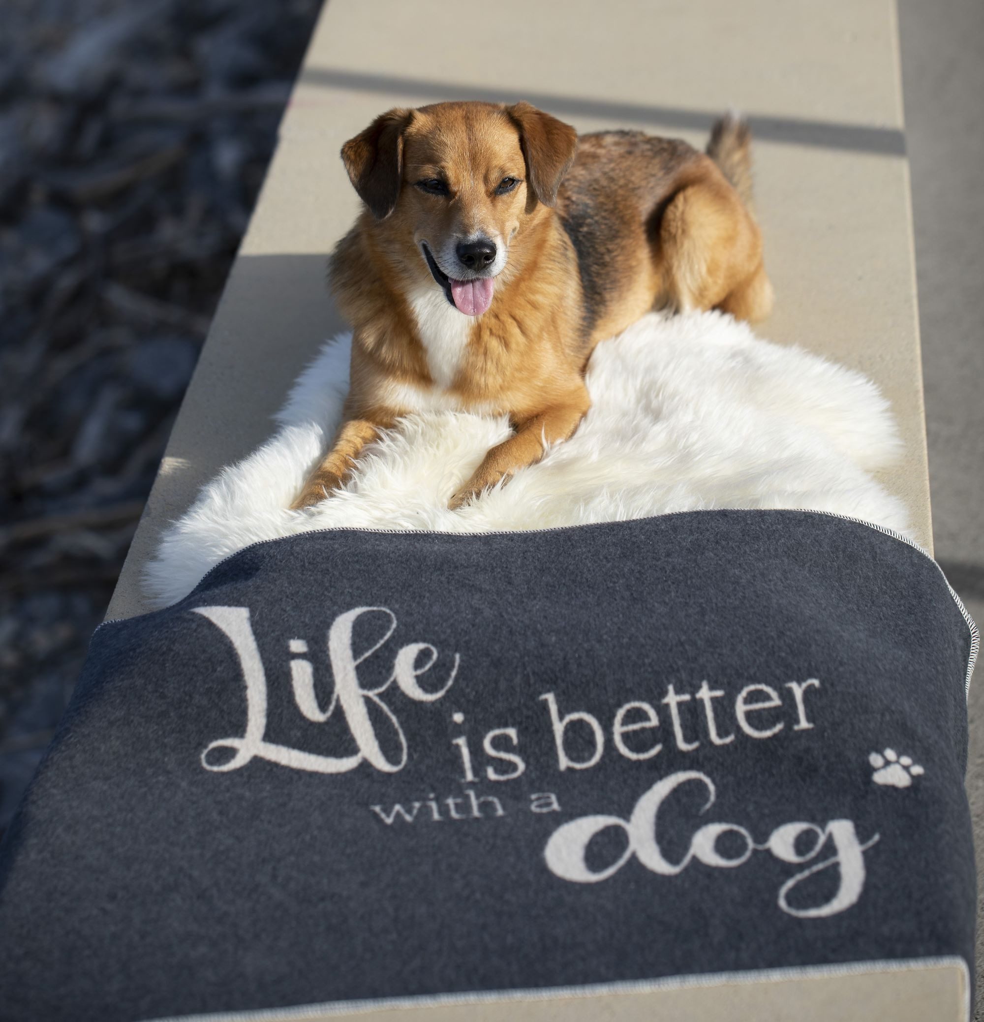 DAVID FUSSENEGGER Tierdecke Hundedecke 'life is better' 70 x 90 cm